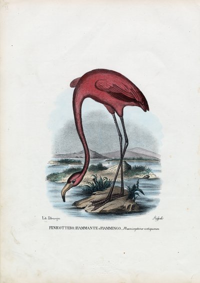 Rosy, 1863-79 - Raimundo Petraroja