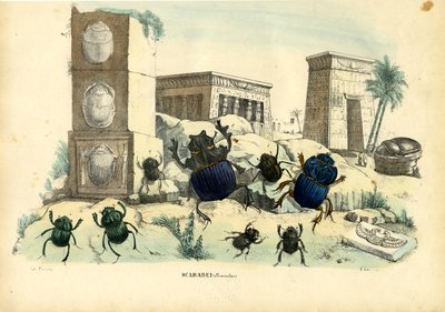 Scarabées, 1863-79 - Raimundo Petraroja