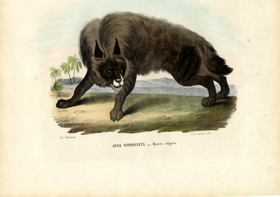 Hyène rayée, 1863-79 - Raimundo Petraroja