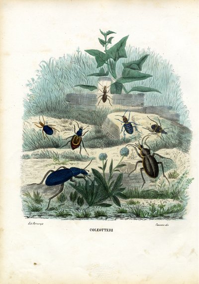 Tigres et Carabes, 1863-79 - Raimundo Petraroja