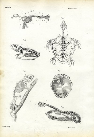 Tortue, 1863-79 - Raimundo Petraroja