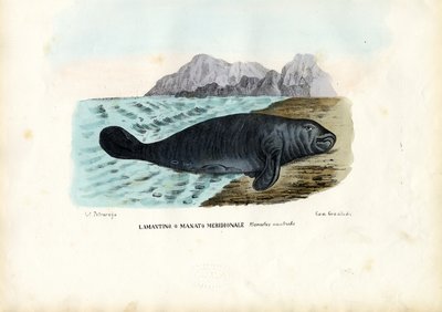 Lamantin des Antilles, 1863-79 - Raimundo Petraroja
