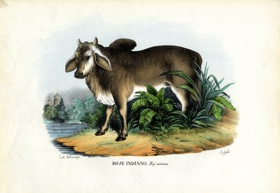 Zébu - Raimundo Petraroja