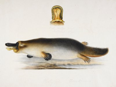 Un ornithorynque à bec de canard près d