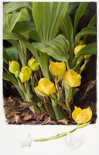 Angula clowsii - Raymond Booth