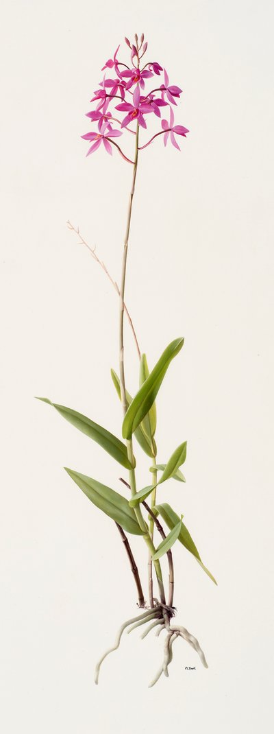 Barkeria skinneri (huile sur papier) - Raymond Booth