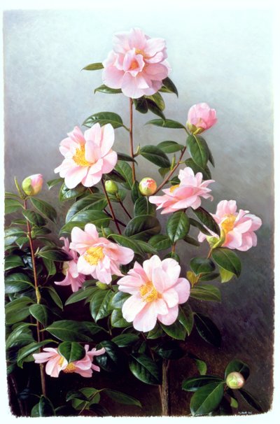 Camellia Japonica Variété - Raymond Booth
