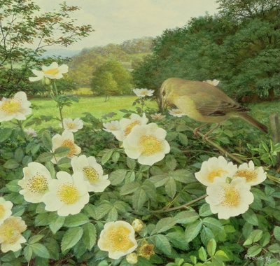 Rosier des champs et fauvette des saules - Raymond Booth