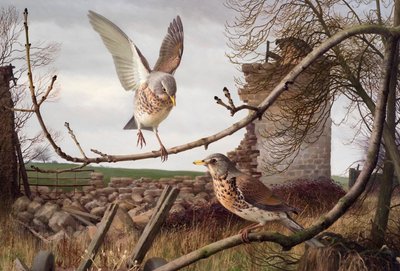 Loriots à Eccup, Yorkshire de l