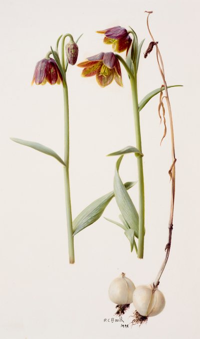 Fritillaria daviesii - Raymond Booth