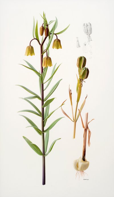 Fritillaria roylei - Raymond Booth