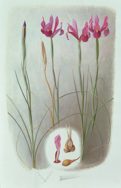 Iris filifolia - Raymond Booth