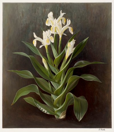 Iris willmottiana alba (huile sur papier) - Raymond Booth