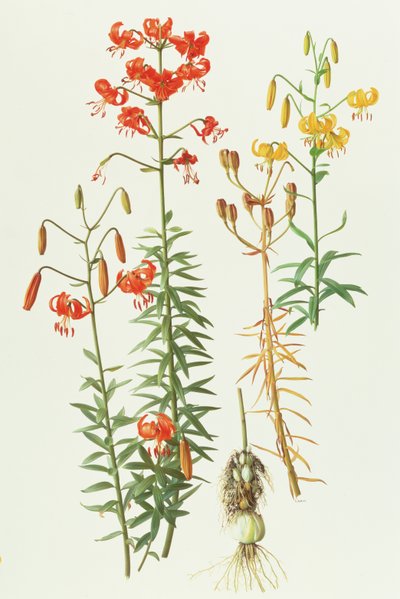 Lilium amabile - Raymond Booth