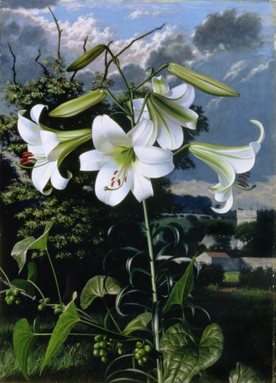 Lilium Emerald, vers 1959 (huile sur carton) - Raymond Booth