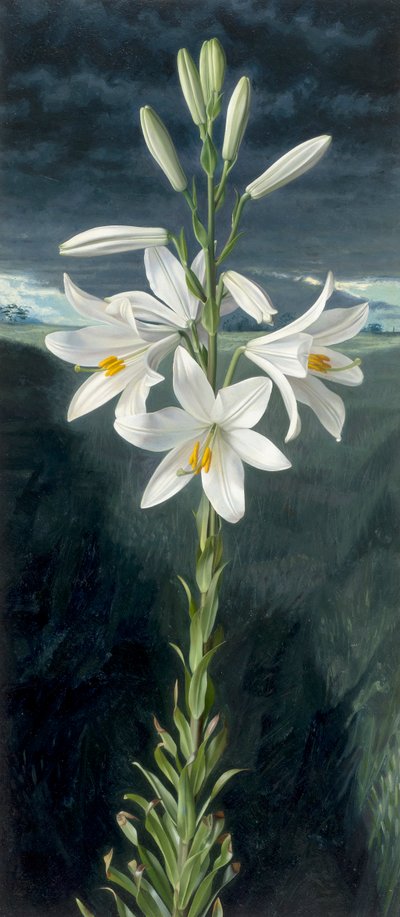 Lys de la Vierge (huile sur panneau) - Raymond Booth