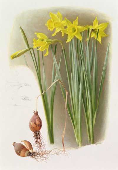Narcisse Hispanique Bujei - Raymond Booth
