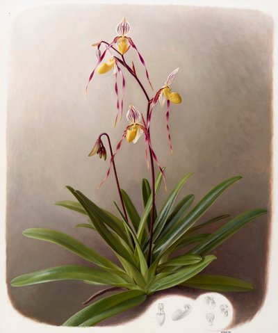 Orchidée - Raymond Booth