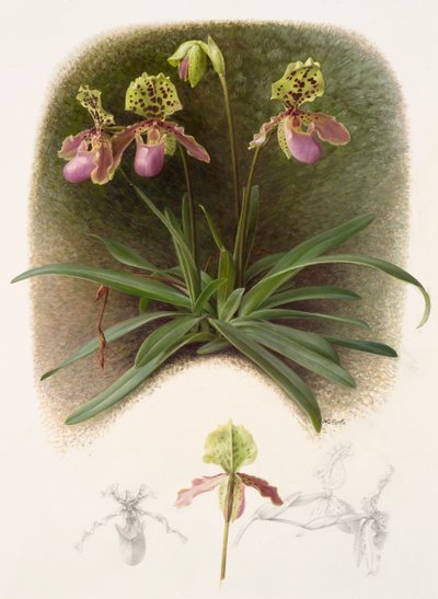 Paphiopedilium henryi (huile sur papier) - Raymond Booth