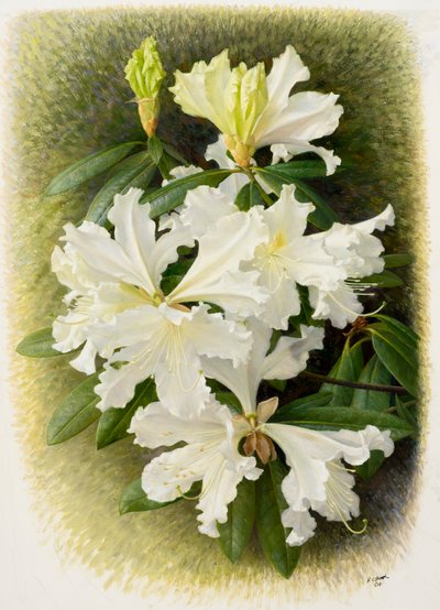 Rhododendron veitchianum, 2004 (huile sur papier) - Raymond Booth