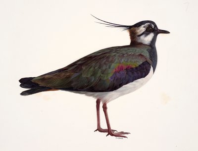 Étude d