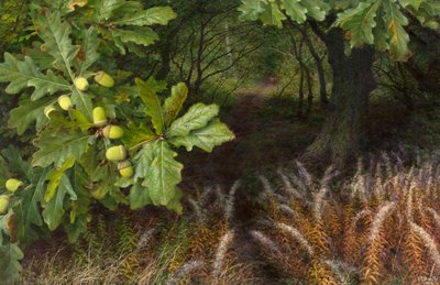 Le chemin des bois (huile sur carton) - Raymond Booth