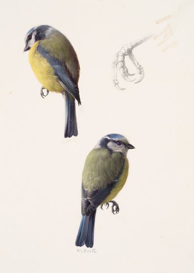 Deux études d