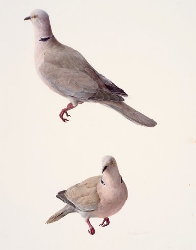 Deux études d