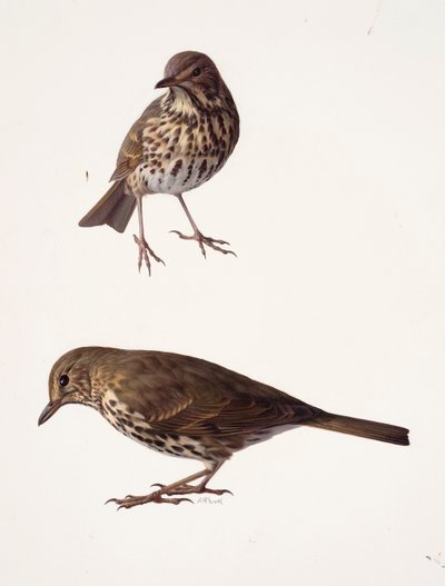 Deux études d