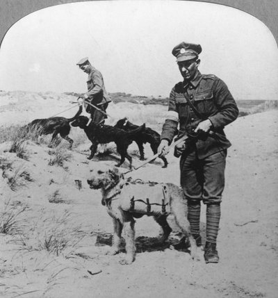 Chiens de premiers secours, Première Guerre mondiale, vers 1914-1918 - Realistic Travels Publishers