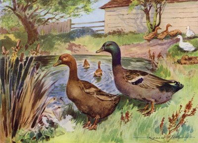 Illustration pour Ma Ferme - Reginald Mills
