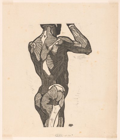 Étude anatomique des muscles du dos et des fesses d