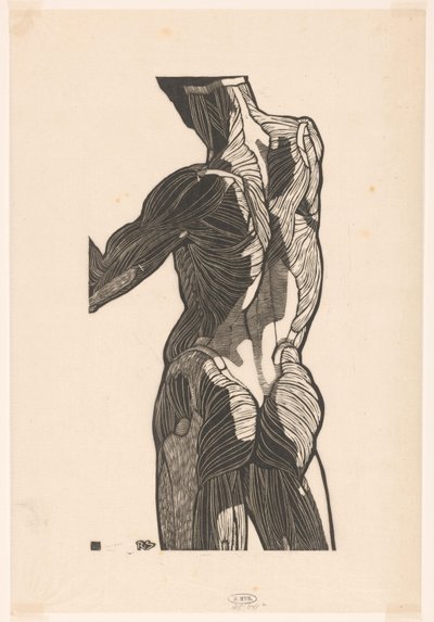 Étude anatomique des muscles du dos et des fesses d