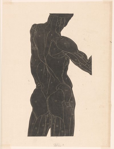 Étude anatomique des muscles du dos et des fesses d