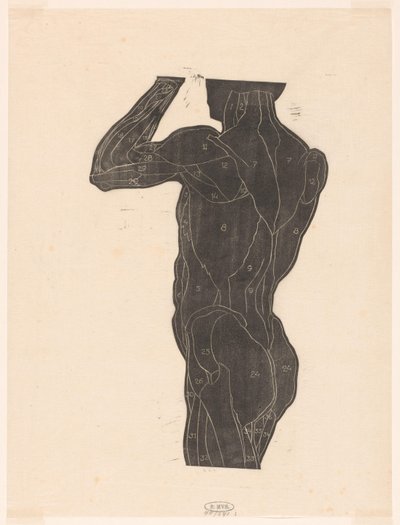 Étude anatomique des muscles du dos et des fesses d