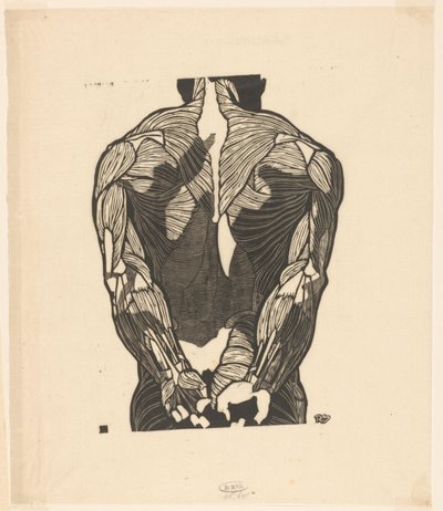 Étude anatomique des muscles du dos d