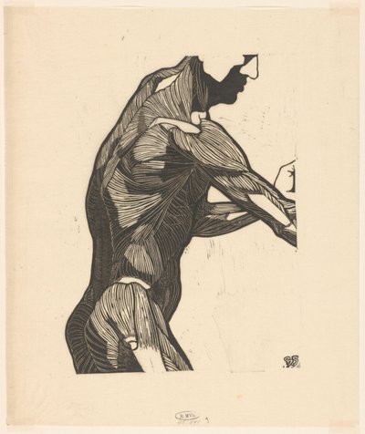 Étude anatomique des muscles latéraux et des bras d
