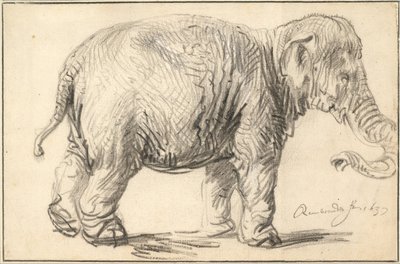 Un éléphant - Rembrandt van Rijn