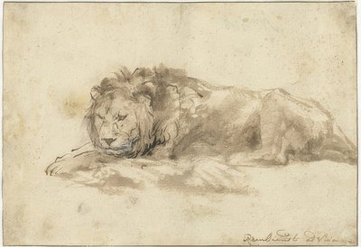 Lion couché - Rembrandt van Rijn