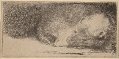Chiot endormi - Rembrandt van Rijn