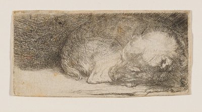 Chiot endormi - Rembrandt van Rijn