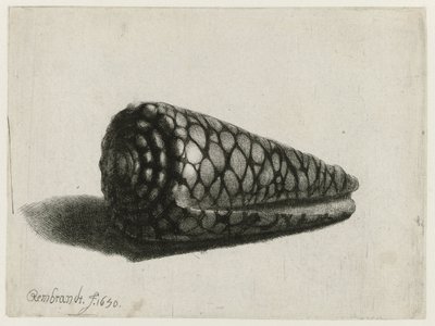 Le Coquillage (Conus marmoreus) - Rembrandt van Rijn