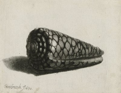 Le coquillage (Conus marmoreus), 1650 - Rembrandt van Rijn