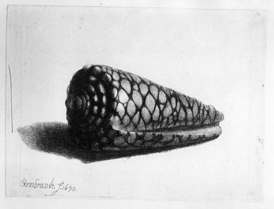 Le coquillage (Conus marmoreus) 1650 - Rembrandt van Rijn