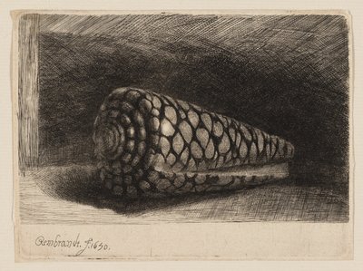 La coquille - Rembrandt van Rijn