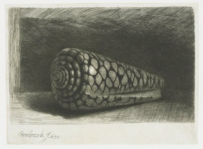 La coquille - Rembrandt van Rijn