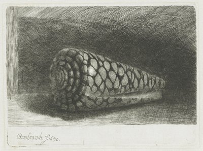 La coquille - Rembrandt van Rijn
