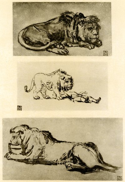 Trois études de lion - Rembrandt van Rijn