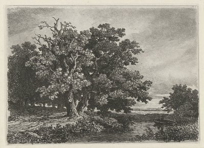 Arbres près d