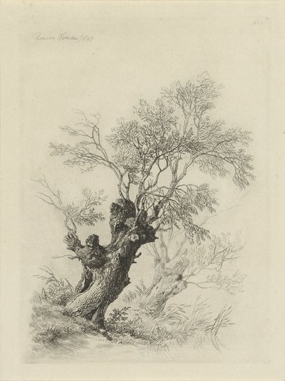 Saule - Remigius Adrianus Haanen